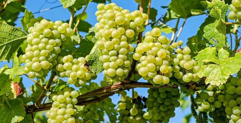 Садівник з Хмельниччини щороку збирає понад 180 сортів елітного винограду