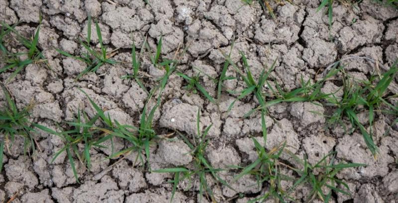 Через посуху фермери Одещини можуть втратити 70% врожаю