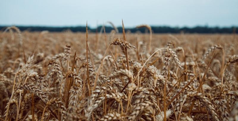 Ціни на пшеницю в США продовжують знижуватись