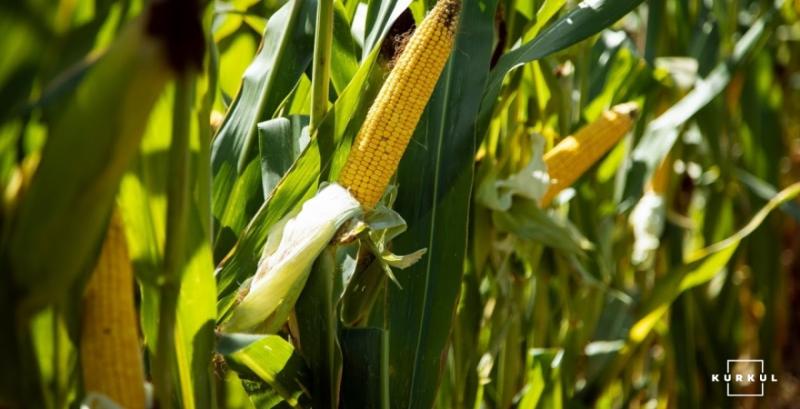 Експерти назвали основні критерії вибору силосного гібрида кукурудзи