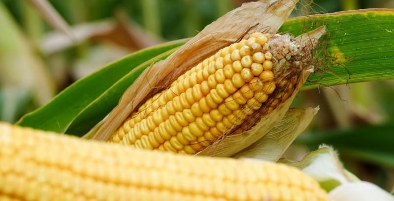 Цьогоріч площі кукурудзи в Україні досягнуть чергового рекорду — експерт