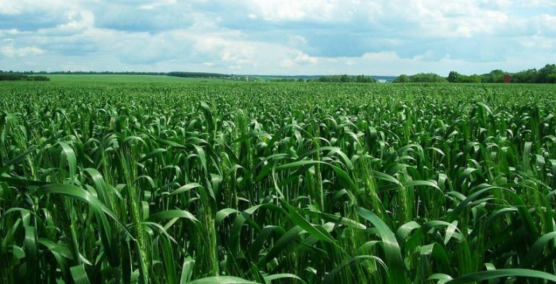 ALFA Smart Agro порадили, як захистити зернові від грибкових інфекцій