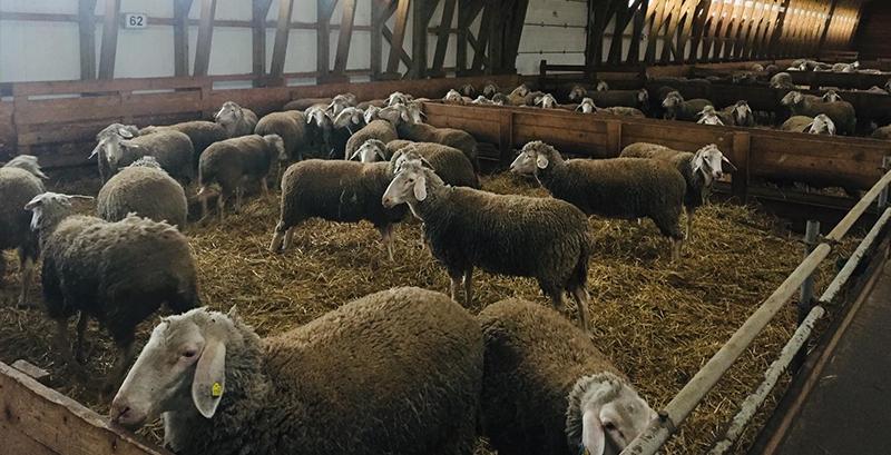 На Львівщині сотні овець гинуть з голоду 