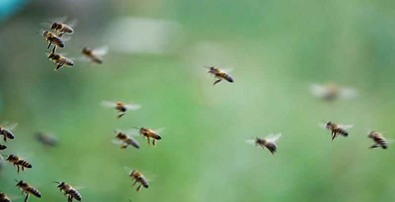 Бджолам загрожує новий небезпечний вірус