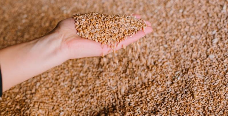 Фуражна пшениця та соя подорожчали — огляд цін на с/г культури за 8 травня
