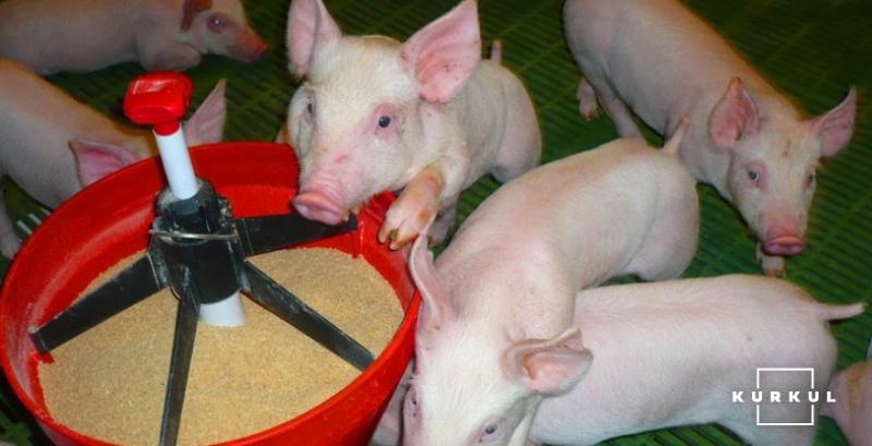 В Європі продовжують падати ціни на свиней