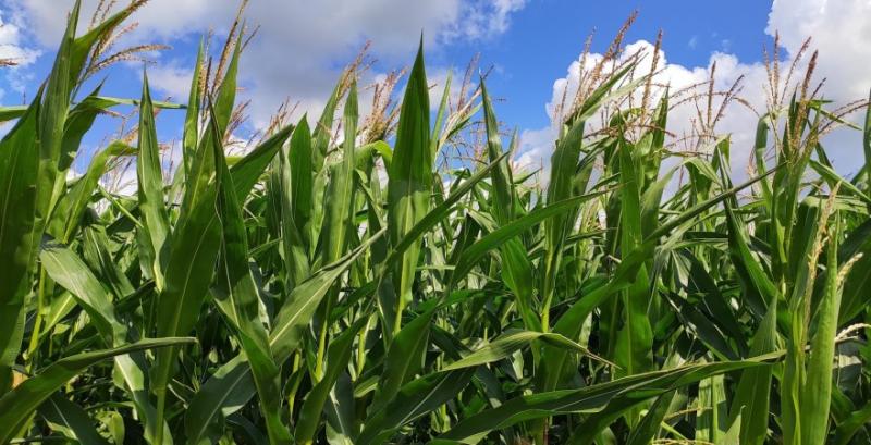 Україна збільшить виробництво кукурудзи до 39 млн т