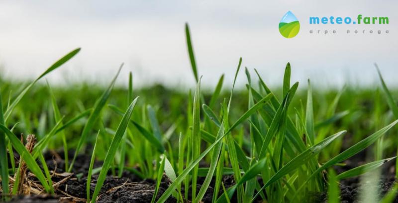 В Україні зріс рівень зволоження ґрунту
