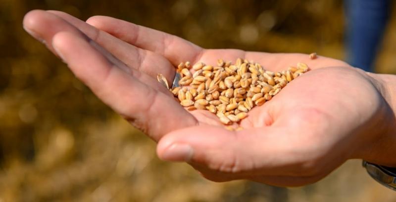 Експорт зерна з України майже досяг 52 млн тоннн