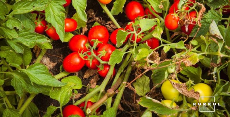До України знову завезли турецькі томати з шкідниками