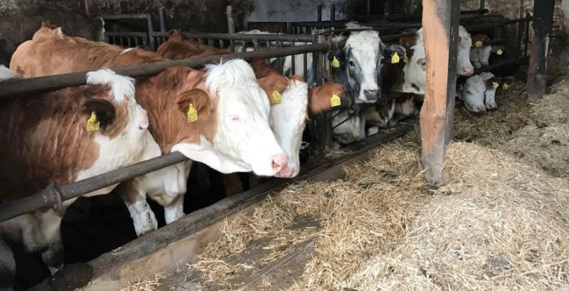 Молочна ферма з Чернігівщини нарощує дійне стадо