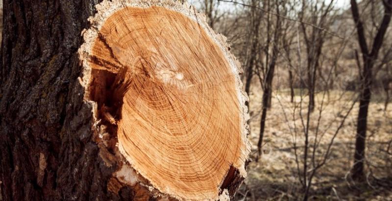 На Миколаївщині зафіксована вирубка лісосмуг