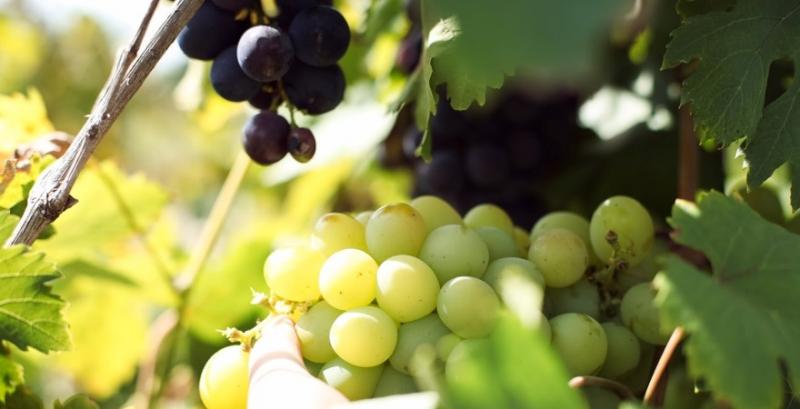 На Одещині випробовують органічну систему захисту винограду