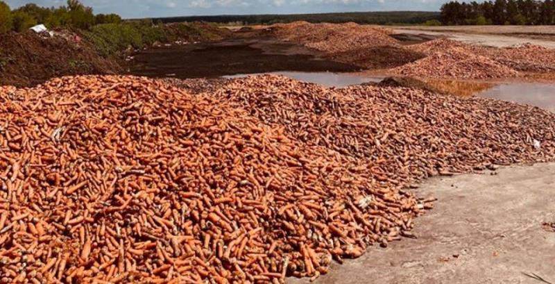 Збанкурутілий фермер з Київщини викинув на смітник тонни моркви