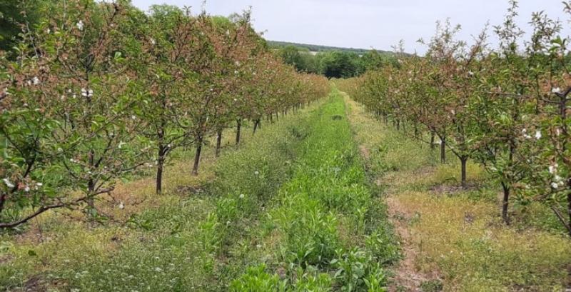 На Вінниччині заклали 25 га вишневого саду