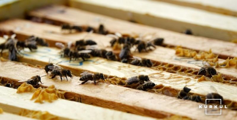 Вчені винайшли штучний захист бджіл від вірусів