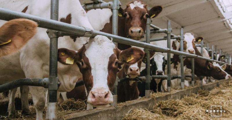 Британські вчені розповіли як створити ефективну молочну ферму