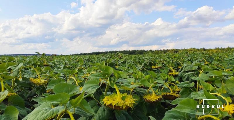 На Миколаївщині фермери незаконно засіяли пасовища ячменем та соняшником