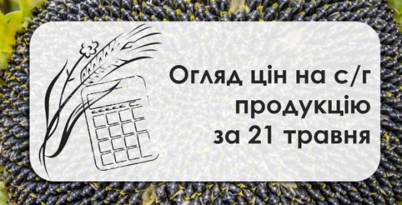 В Україні зросла ціна кукурудзи — огляд за 21 травня