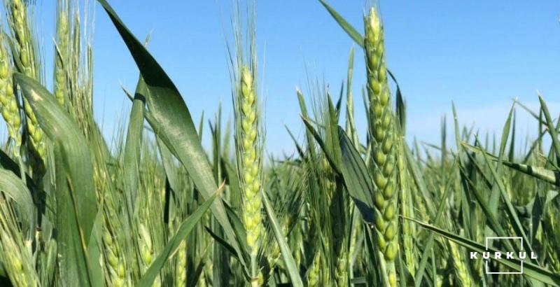Ціна продовольчої пшениці знижуватимуться через збільшення пропозицій — аналітики
