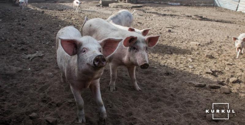 В Україні зросли ціни на живець свиней