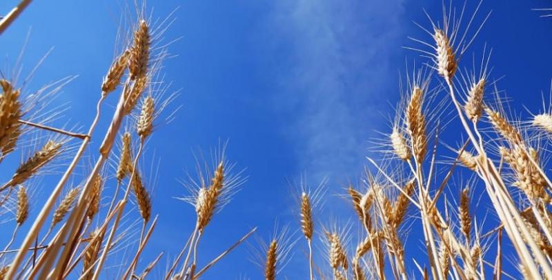 Фуражна пшениця дешевшає — огляд цін на с/г продукцію за 25 травня