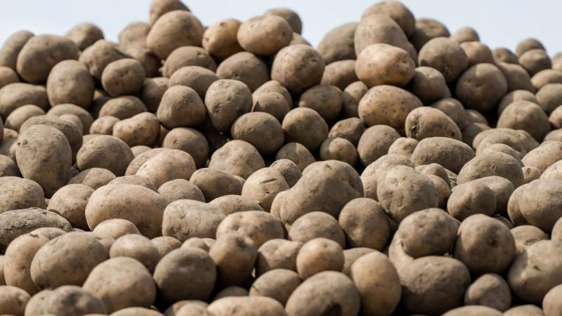 В Україну завезли технічну картоплю із Європи