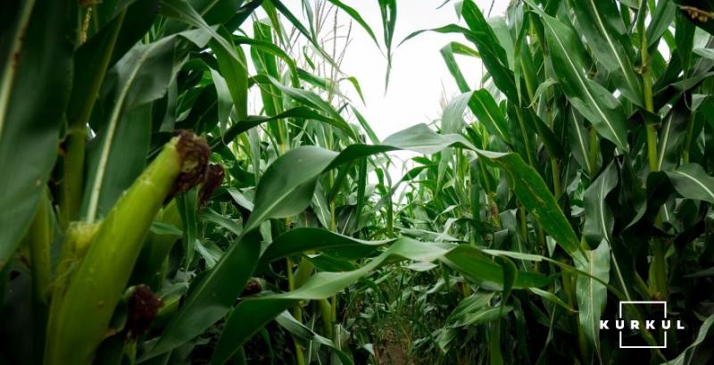 Посів кукурудзи в США проведено на 88% площ