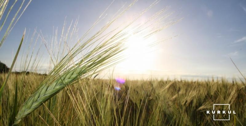 Аналітики прогнозують зростання цін на фуражне зерно