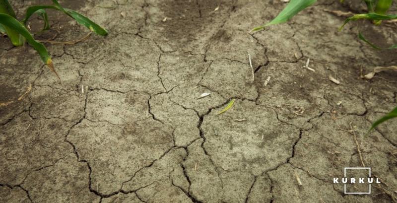 Втрати посівів від посухи перевищили 900 тисяч га