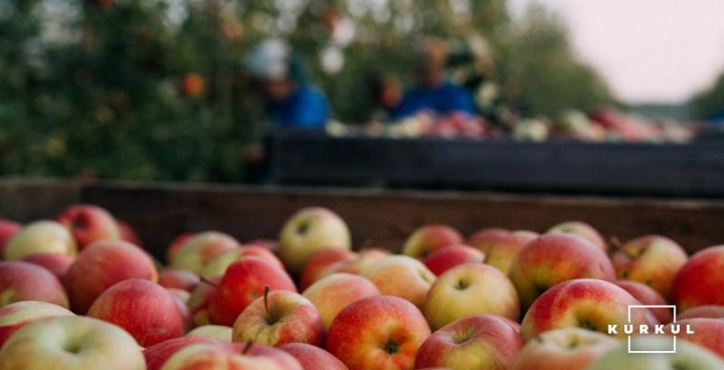 Яблучний сезон завершується рекордно високими цінами