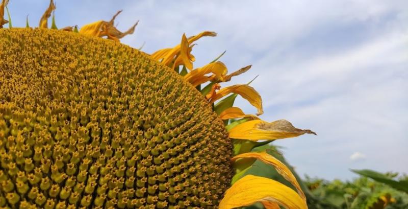 Запилення бджолами дало прибавку пів тонни соняшнику з гектара — досвід