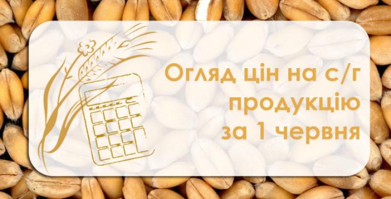 В Україні зросла ціна кукурудзи — огляд за 1 червня