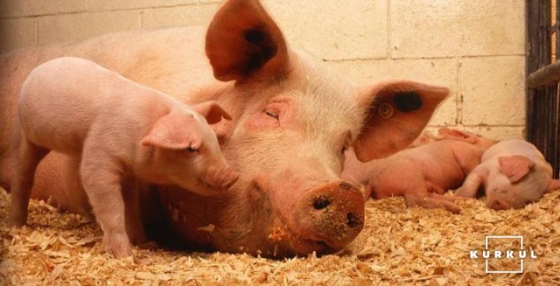 Закупівельна ціна на живець свиней зросла