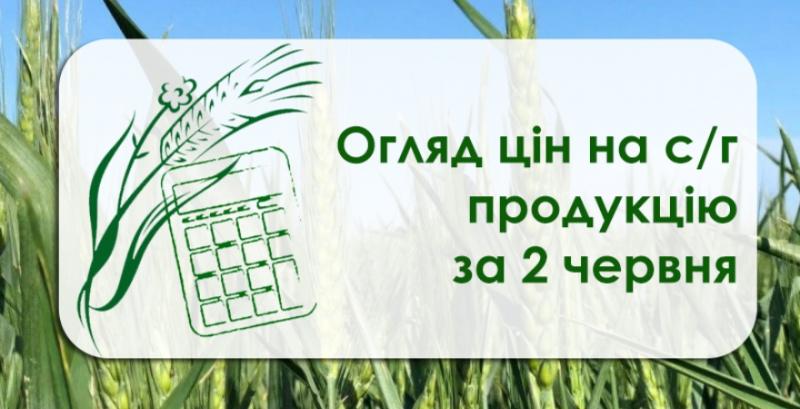 В Україні подорожчали кукурудза та соняшник — огляд за 2 червня