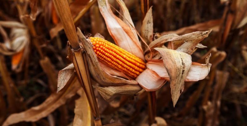 Аграріям України прогнозують рекордний врожай кукурудзи