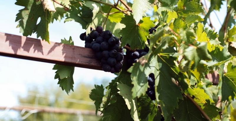 На Прикарпатті виноградники рятували від весняних заморозків