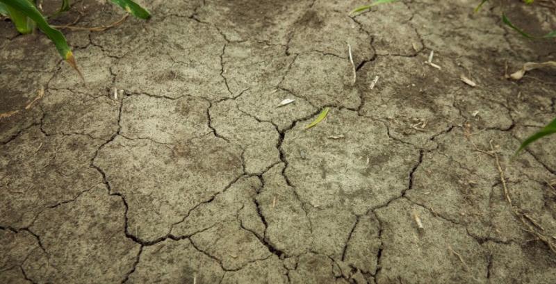 В Одеській ОДА ще немає алгоритму видачі компенсацій через посуху