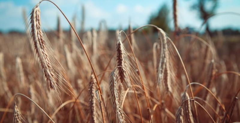 Витрати на вирощування жита на 30% менші, ніж на пшеницю