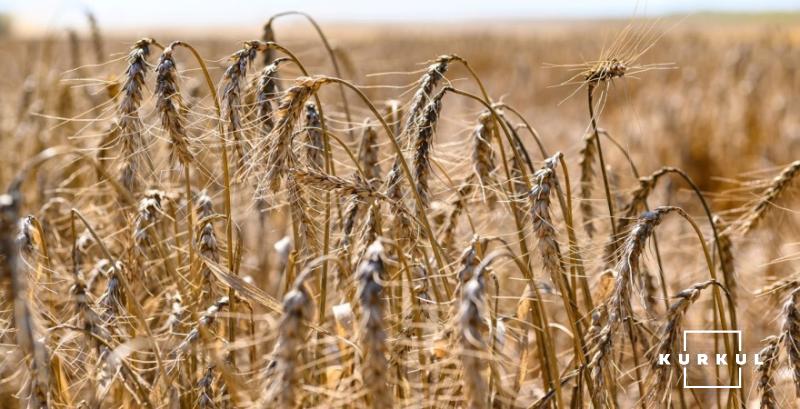 В світі очікується рекордний урожай зернових