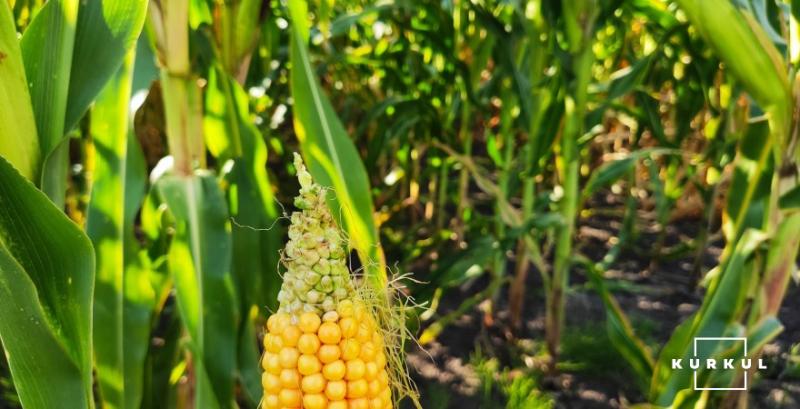 Аграріям прогнозують високі врожаї кукурудзи та соняшнику