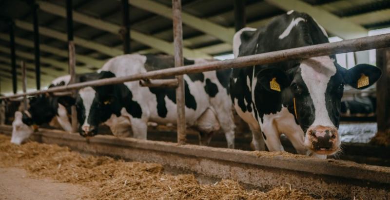 Низька ціна молока змушує фермерів зупиняти будівництво переробних підприємств