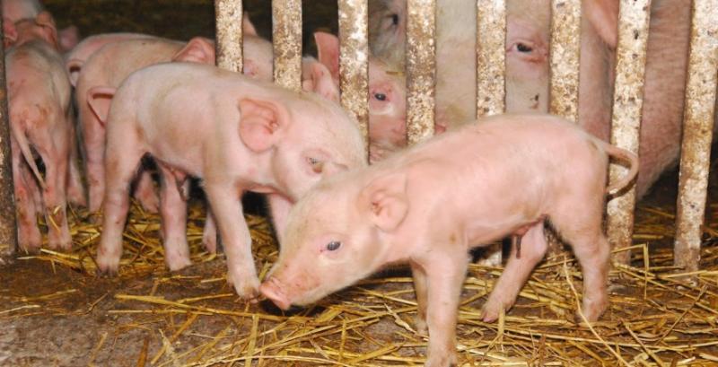 В травні Україна втричі наростила імпорт свинини