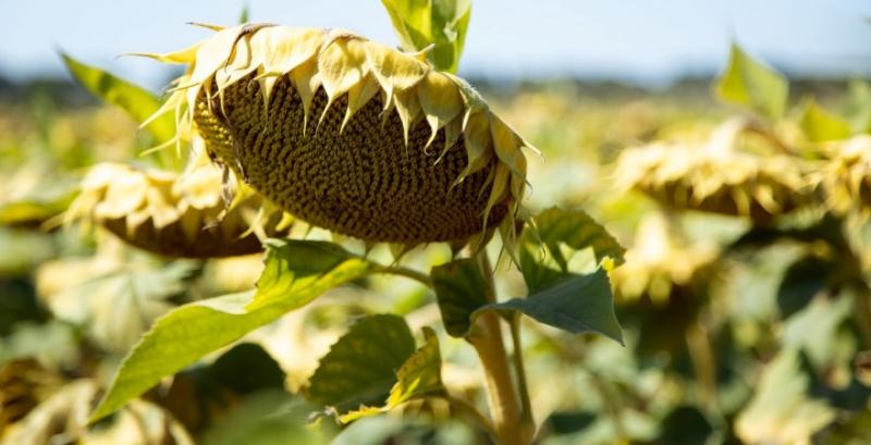 Фермери Сумщини розповіли секрет вирощування високоолеїнового соняшника