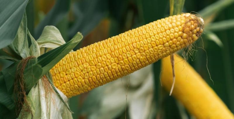 Світовий експорт кукурудзи зросте — аналітики USDA