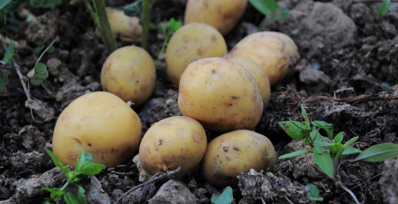 Ціна картоплі знизиться вдвічі — прогноз
