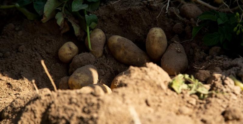 В Україну через непідконтрольні території ввезли 300 тисяч т картоплі