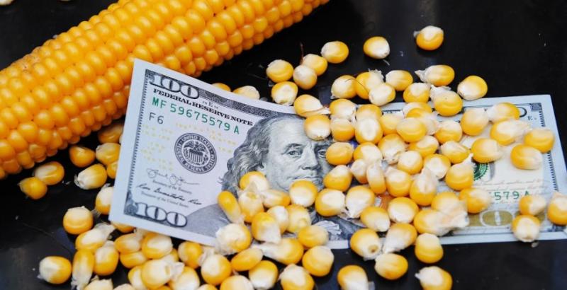 Названо фактори, що сприяють зростанню цін на кукурудзу