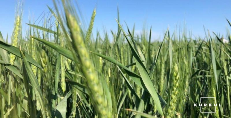 Мінекономіки прогнозує урожай зернових на рівні 68 млн т