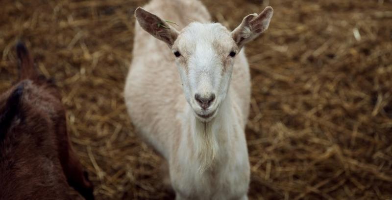 На Одещині у фермера викрали 200 кіз та овець